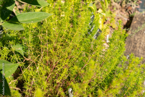 Lakritz or Tagetes Filifolia plant in Zurich in Switzerland photo