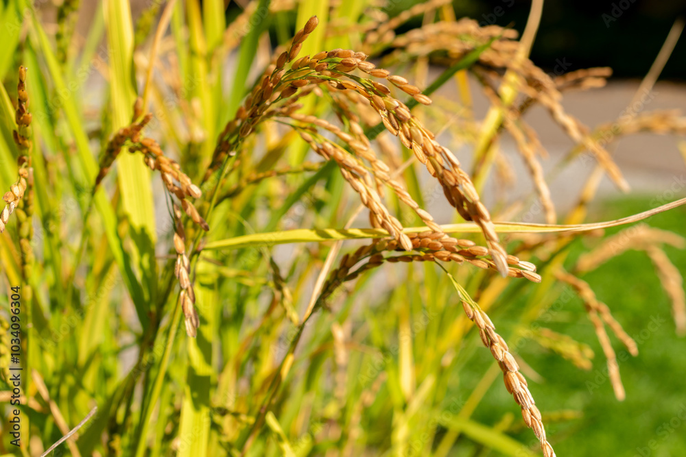 Asia cultivated rice or Oryza Sativa Loto plant in Zurich in Switzerland Asia cultivated rice or Oryza Sativa Loto plant in Zurich in Switzerland