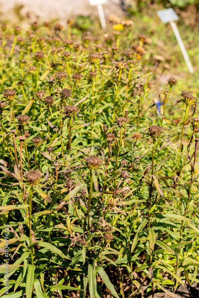 Irish fleabane or Inula Salicina plant in Zurich in Switzerland Irish fleabane or Inula Salicina plant in Zurich in Switzerland