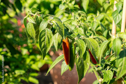 Quadro su tela Chili pepper or Capsicum Frutescens Serrano plant in Zurich in Switzerland