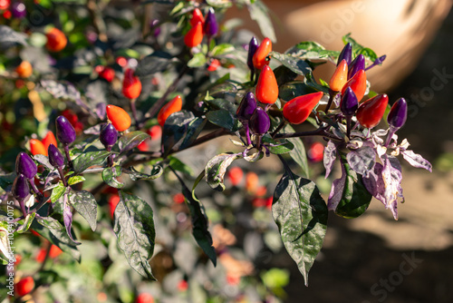 Chili pepper or Capsicum Frutescens Troll Long Phen plant in Zurich in Switzerland photo