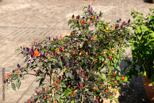 Chili pepper or Capsicum Frutescens Troll Long Phen plant in Zurich in Switzerland photo