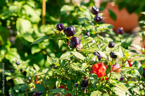 Chili pepper or Capsicum Baccatum Pumpkin chili plant in Zurich in Switzerland photo