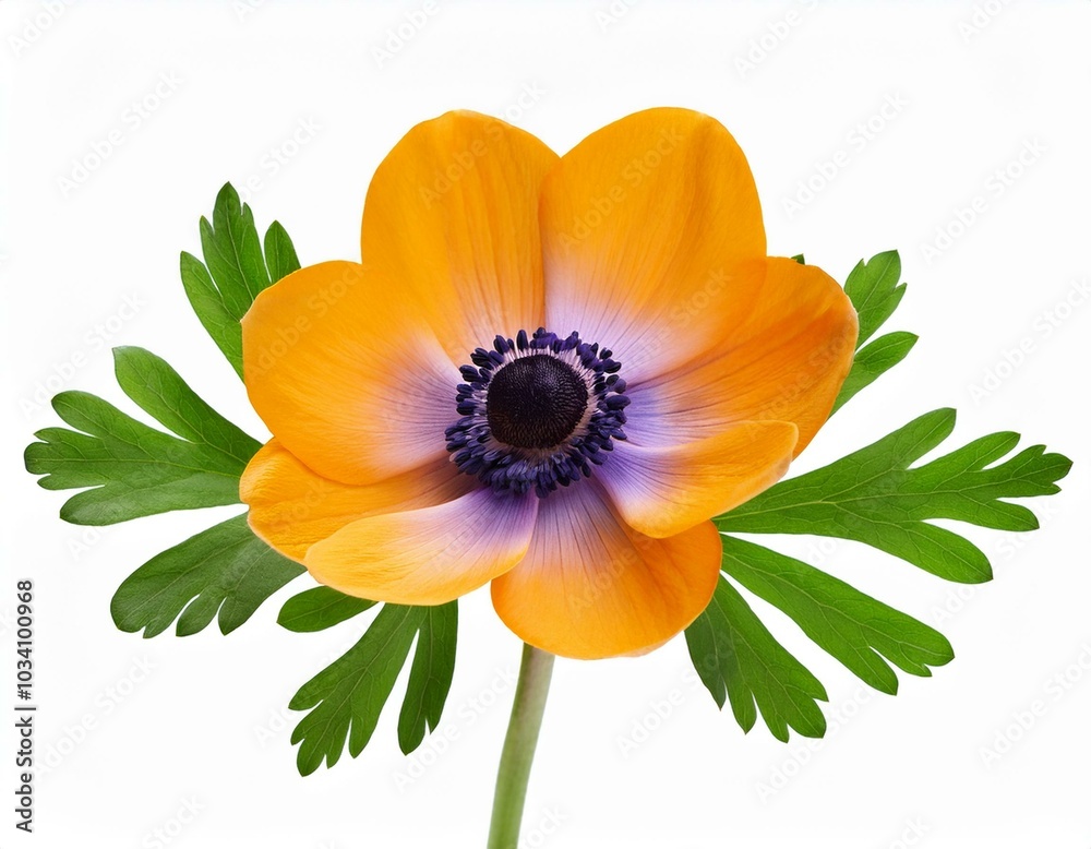Orange Anemone with Purple Center Orange Anemone with Purple Center