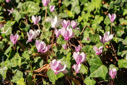 Ivy leaved cyclamen or Cyclamen Hederifolium plant in Zurich in Switzerland photo