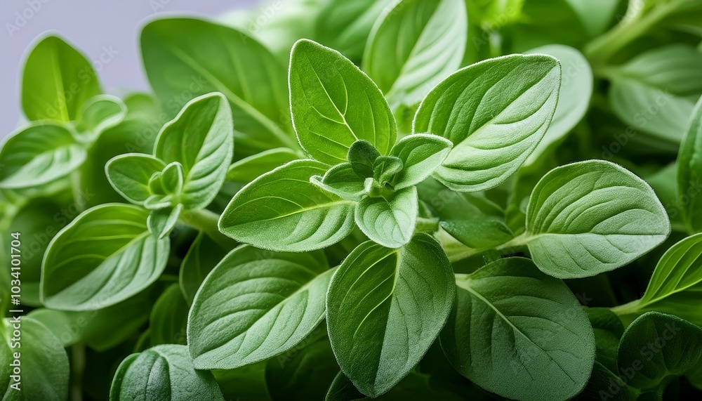 Close-up of vibrant green oregano leaves Close-up of vibrant green oregano leaves