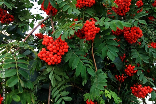 red berries on a branch photo