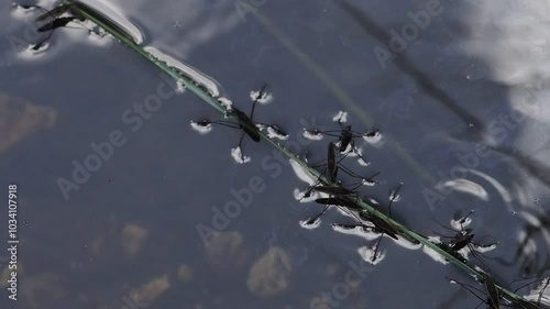 skater insect in a pond detail photo