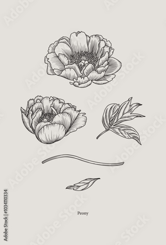 Vintage drawing of peony in graphic style. Vector