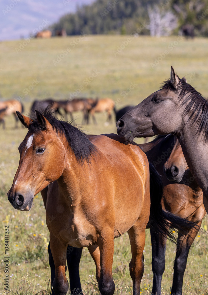 Fototapeta premium Wild Horses in Summer in the Pryor Mountains Montana