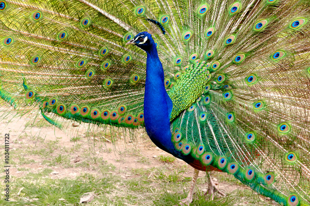Obraz premium Green Peacock making the wheel. Full view of male peacock making wheel with his colorful tail. Portrait of peacock. Close-up of peacock with colorful plumage with blue, green and turquoise hues. 