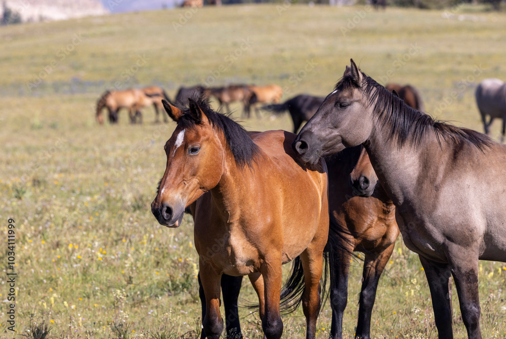 Wild Horses in Summer in the Pryor Mountains Montana Wild Horses in Summer in the Pryor Mountains Montana