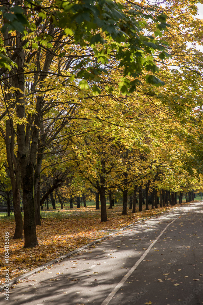 Naklejka premium Walk in the park on a bright sunny autumn day