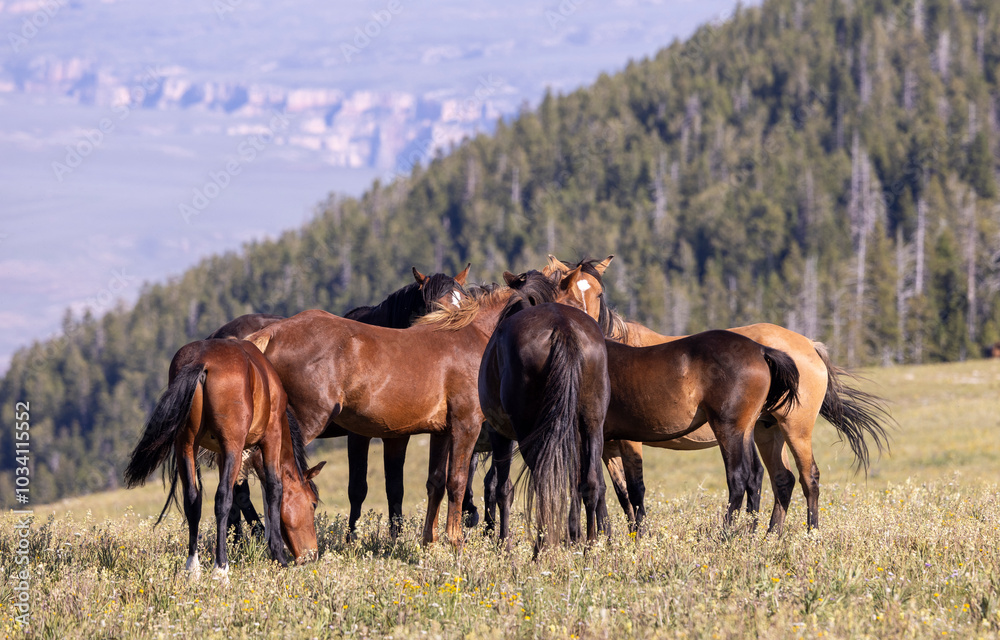 Fototapeta premium Wild Horses in Summer in the Pryor Mountains Montana