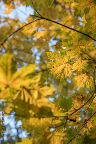 Bright yellow maple foliage on a sunny autumn day