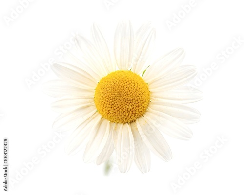 One Camomile flower isolated on white background