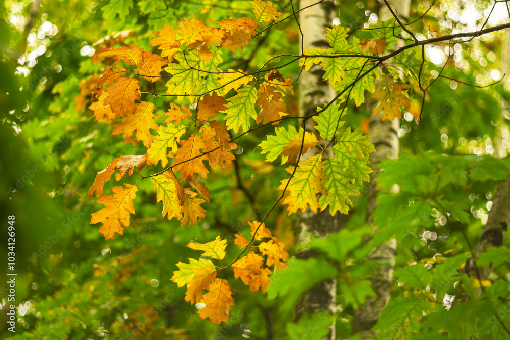 Autumn background. Beginning of autumn. Maple leaves in the forest on a blurred background with bokeh effect.Art photography.