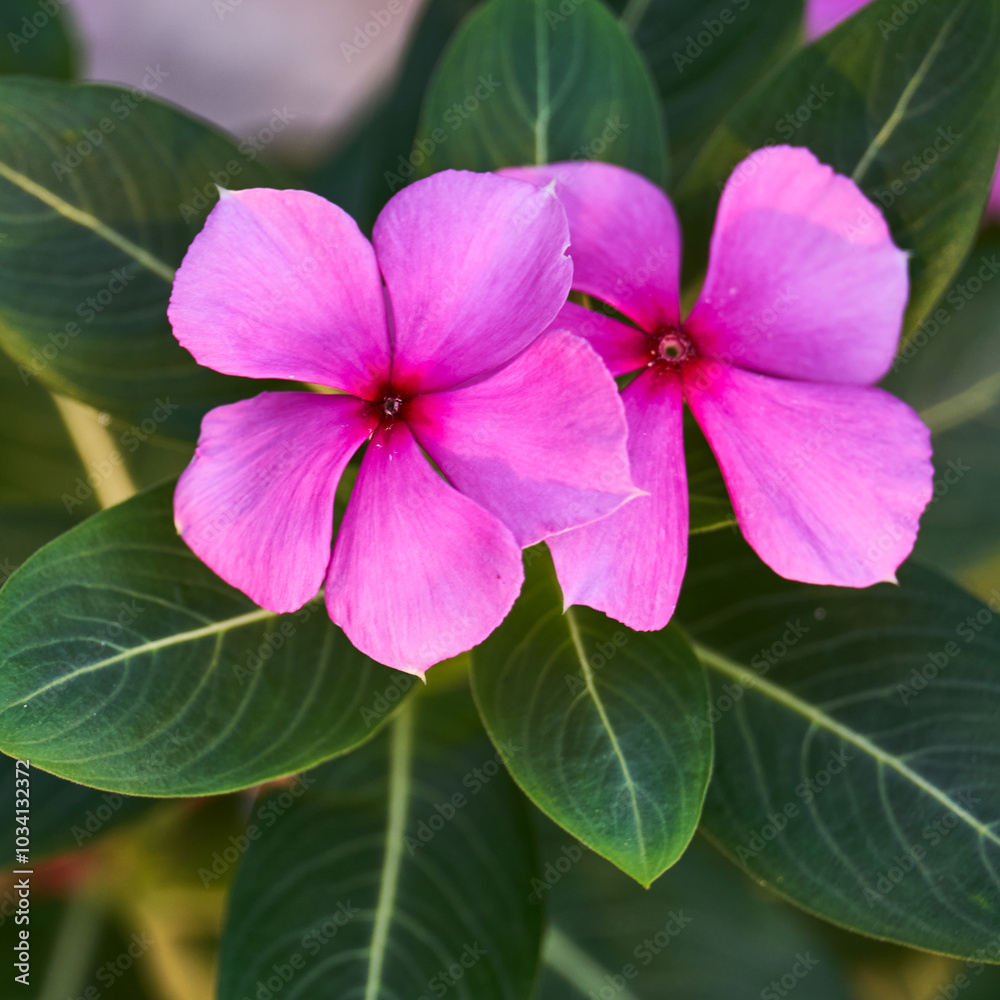 Close up top view of pink Madagascar periwinkle or Catharanthus roseus in the garden