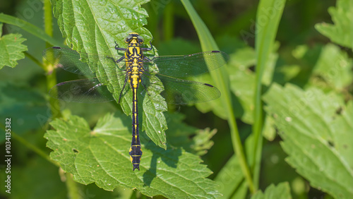 Common clubtail dragonfly - Gomphus vulgatissimus