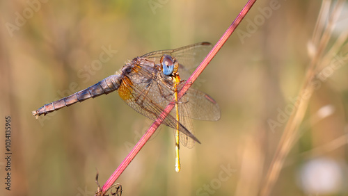 Crocothemis erythraea elder female with prey - young Ishnura pumilio photo