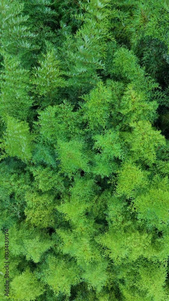 Bamboo forest swaying in the wind. Aerial view from a drone. Oriñón. Cantabria. Spain. Europe Bamboo forest swaying in the wind. Aerial view from a drone. Oriñón. Cantabria. Spain. Europe