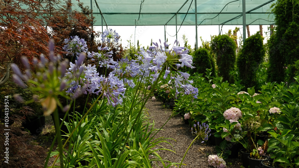 Close-up of Beautiful Purple Long-stemmed Purple Flowers of Agapanthus Praecox. Deep blue agapanthus growing in a gardens herbaceous border. Agapanthus africanus, or the African lily. Close-up of Beautiful Purple Long-stemmed Purple Flowers of Agapanthus Praecox. Deep blue agapanthus growing in a gardens herbaceous border. Agapanthus africanus, or the African lily.