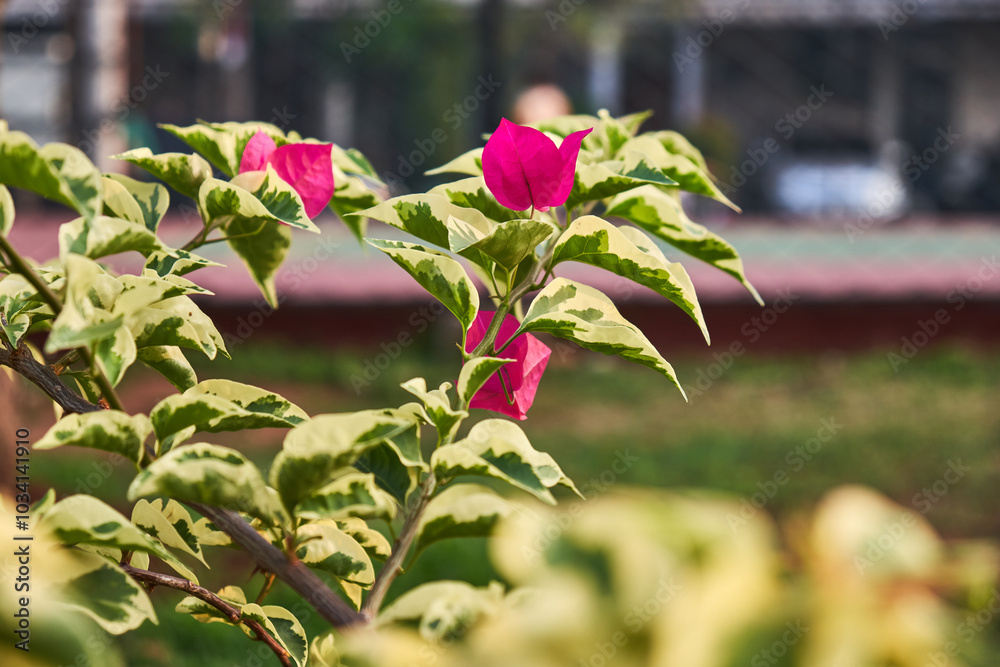 Obraz premium Variegated leaves Bougainvillea, red color of bougainvillea blooming in a garden