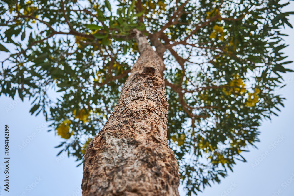 Low angle view of yellow trumpet tree with blooming yellow flower under clear sky Low angle view of yellow trumpet tree with blooming yellow flower under clear sky