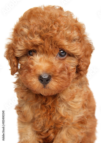 Adorable Toy Poodle Puppy