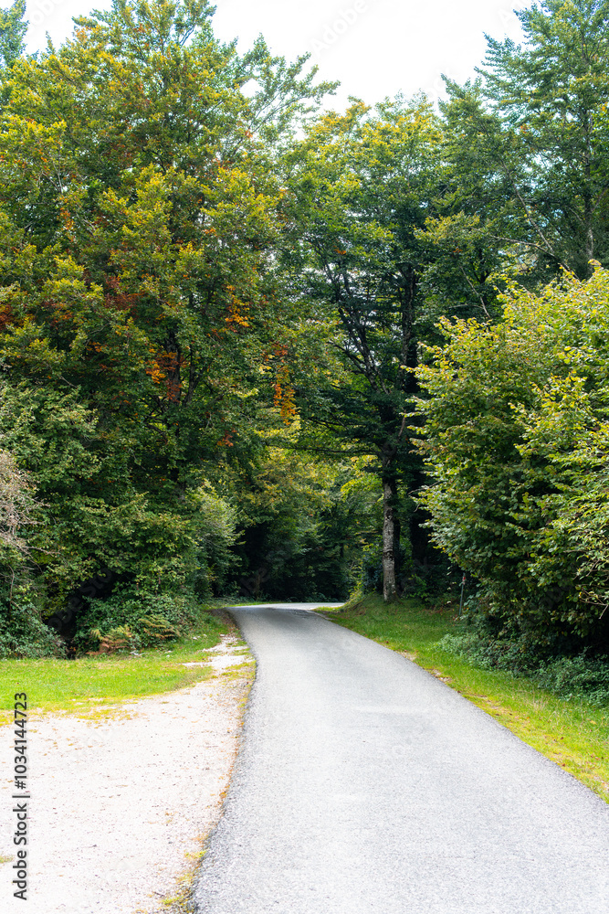 small narrow road through a forest with autumn trees small narrow road through a forest with autumn trees