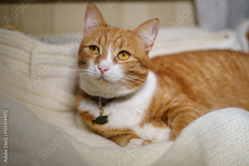 A ginger cat lies gently wrapped in a soft knitted blanket. The photograph radiates coziness, calm and warmth, perfectly conveying the atmosphere of home comfort and serenity.