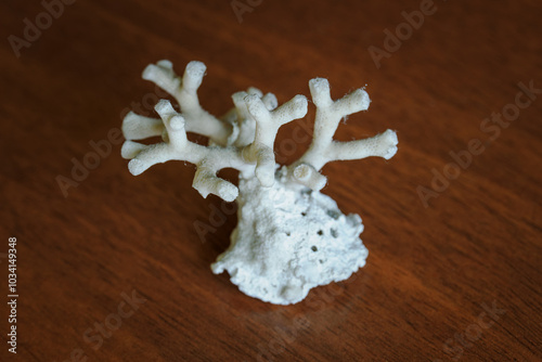 White coral dried as a souvenir.
 photo