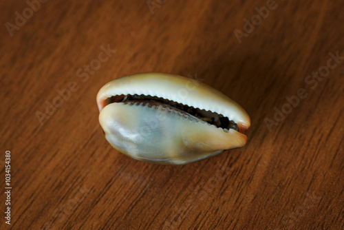 Empty seashell with narrow entrance shiny on table.
 photo