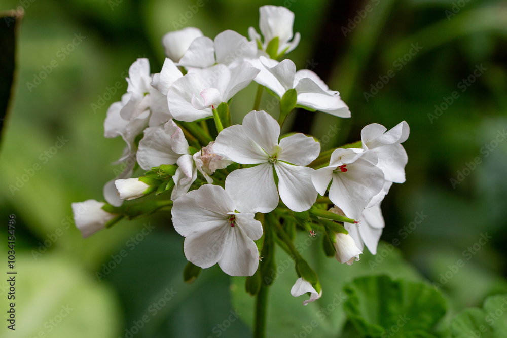 Obraz premium Gerânio. Geranium. Flor