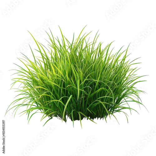 Realistic green grass clump PNG, lush lawn foliage tuft, botanical ground cover for landscape design and ecology graphics isolated PNG with Transparent Background