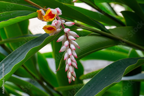 Flor da colônia (Alpinia speciosa ou Alpinia Zerumbet). No Brasil é encontrada em várias regiões, com os nomes populares Azucena-de-porcelana, gengibre-concha, alpínia e flor de cera.