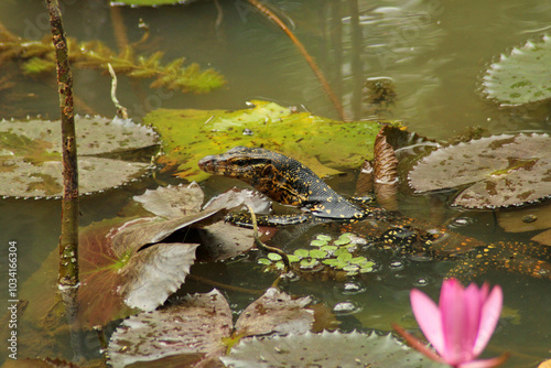 Fotografie Asian water monitor lizard swimming among lily pads in a pond close up