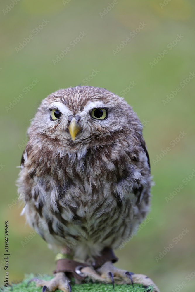 Fototapeta premium bird of prey called an owl with almost squinting eyes that scans its territory with its yellow beak and the blurred green background
