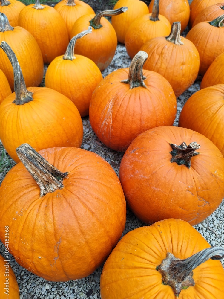 pumpkins on a gross pumpkins on a gross
