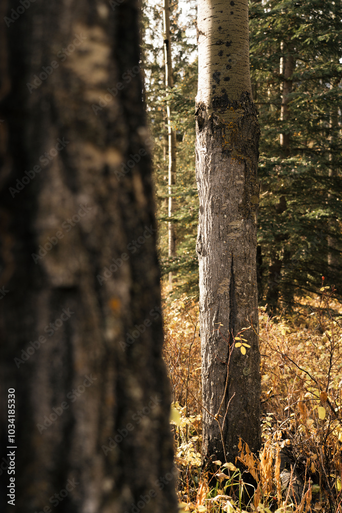 Obraz premium Banff in Autumn