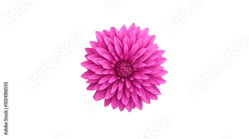 Vibrant pink flower, delicate petals, white isolated background.