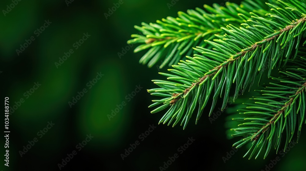 Fresh Spruce Branch for Sustainable Holiday Decorations Fresh Spruce Branch for Sustainable Holiday Decorations