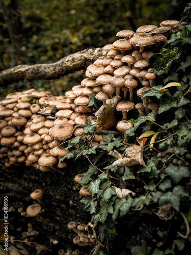  Cluster Of Armillaria Ostoyae Mushrooms Growing On A Mossy Forest Floor Near A Tree Trunk: A Serene Scene Of Natural Fungus Growth In The Woods Of Bavaria, Germany