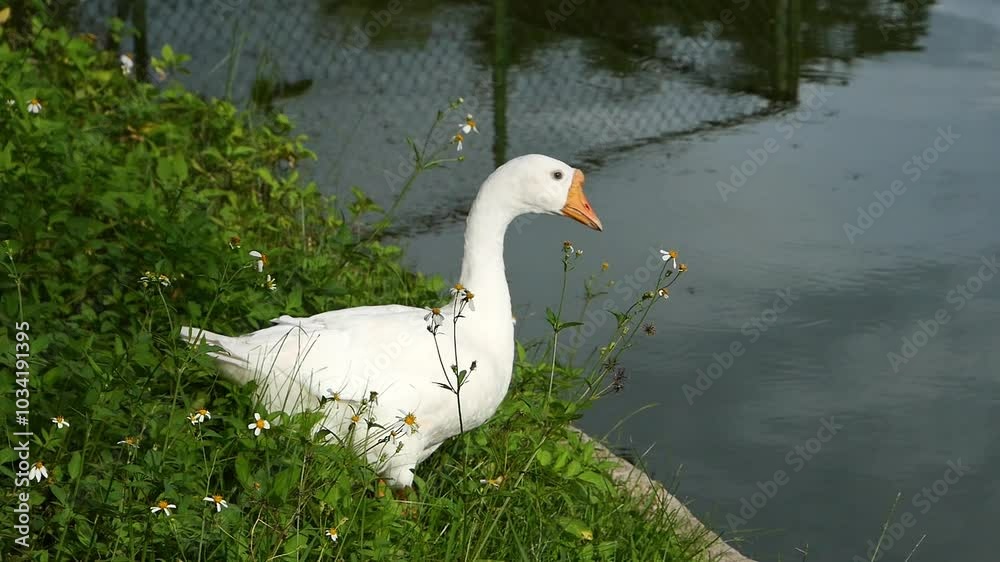 A white duck stands on the edge of a small pond. A white duck stands on the edge of a small pond.