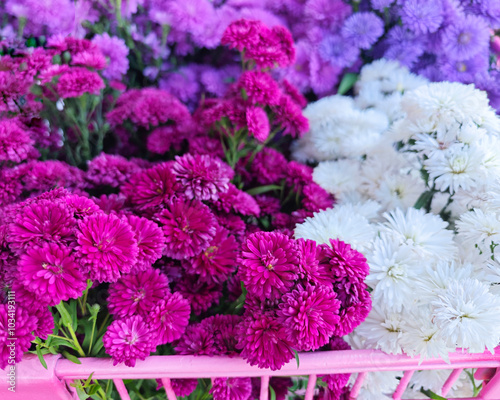 White-pink-purple marguerite flowers bloom. Close up of beautiful Marguerite flowers in the pink basket. photo