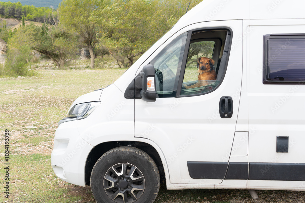 funny dog driving a big white camper van through a green forest, family tourism. zero alcohol at the wheel responsible driver. pet humor funny dog driving a big white camper van through a green forest, family tourism. zero alcohol at the wheel responsible driver. pet humor