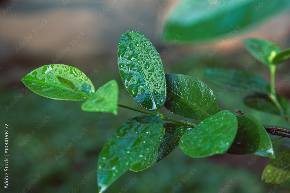 Fresh green jasmine leaves adorned with dew, capturing the essence of nature's purity and tranquility. vibrant jasmine leaves with dewdrops, freshness and vitality. jasmine leaves in the morning light Fresh green jasmine leaves adorned with dew, capturing the essence of nature's purity and tranquility. vibrant jasmine leaves with dewdrops, freshness and vitality. jasmine leaves in the morning light