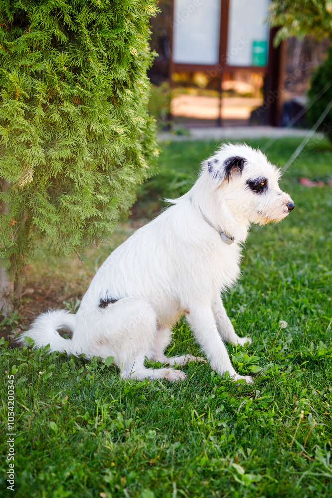 A fluffy young white dog with black markings is resting on a vibrant green lawn during the summer A fluffy young white dog with black markings is resting on a vibrant green lawn during the summer