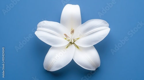 White lily on blue background: minimalist floral design with elegance and simplicity