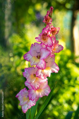 Obraz na płótnie mieczyk gladiola